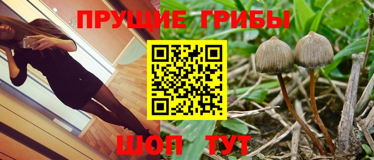 где купить наркоту  Вход с VPN  Камень-на-Оби  Псилоцибиновые грибы Psilocybe 